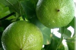 EO bergamotke 5g, ekološko-0