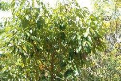 EO rožnega lesa 5g-142