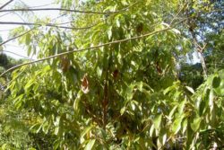 EO rožnega lesa 5g-144