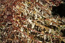 EO labdanuma 2g, ekološko-133