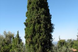 EO ciprese 5g, ekološko-176