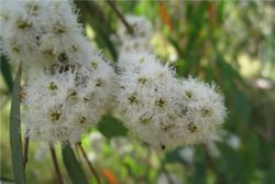 EO evkalipta radiata 15g, ekološko-130