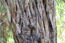 EO evkalipta radiata 15g, ekološko-129