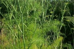 EO sladkega komarčka 5g, ekološko-125