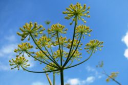 EO sladkega komarčka 5g, ekološko-127