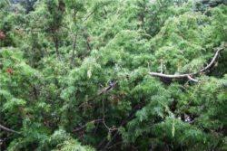 EO brinovih jagod 5g, ekološko-124