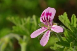 EO bourbonske pelargonije 5 g, ekološko-0