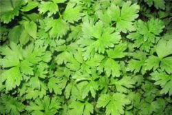 EO bourbonske pelargonije 5 g, ekološko-56