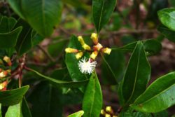 EO klinčkov 5g, ekološko-120