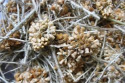 EO smilja 2g, ekološko-118