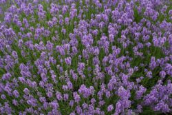 EO prave sivke 5g, ekološko-0