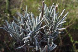 EO lavandina 15g, ekološko-110