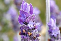 EO lavandina 15g, ekološko-112