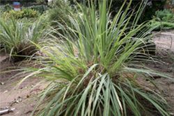 EO limonske trave 15g, ekološko-163