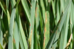 EO limonske trave 15g, ekološko-164