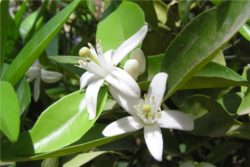 EO nerolija 2g, ekološko-106