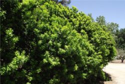 EO nerolija 2g, ekološko-105