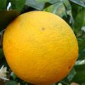 EO sladke pomaranče 15g, ekološko-0