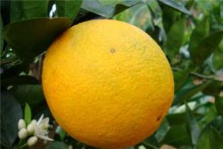 EO sladke pomaranče 15g, ekološko-0