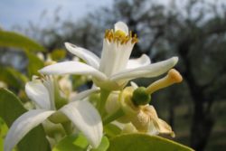 EO bele grenivke 5g, ekološko-171