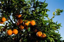 EO petitgraina 15 g, ekološko-103