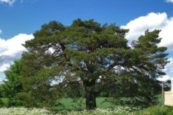 EO rdečega bora 5g, ekološko-101