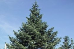 EO jelke 5g, ekološko-98