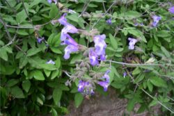 EO žajblja 5g, ekološko-92