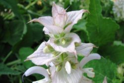 EO muškatne kadulje 5g, ekološko-89