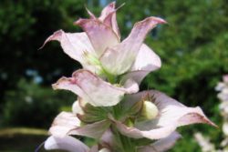 EO muškatne kadulje 5g, ekološko-91