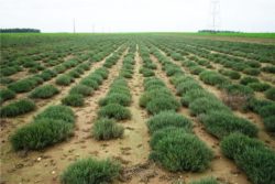 EO timijana kt. timol 5g, ekološko-86