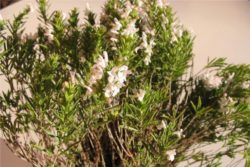 EO timijana kt. timol 5g, ekološko-87