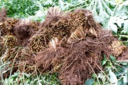 EO vetiverja 5g, ekološko-84