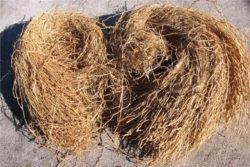 EO vetiverja 5g, ekološko-83