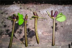 EO pačulija 5g, ekološko-81