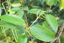 EO skorje cimeta 5g, ekološko-78