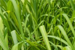 EO palmarose 5g, ekološko-75