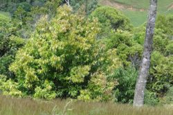 EO lista cimeta 15 g, ekološko-68