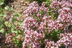 EO divjega origana 5 g, ekološko-65