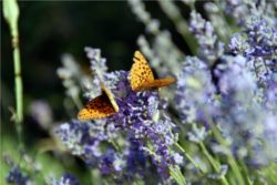 EO divje sivke 5 g, ekološko-59