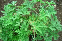 EO rožne pelargonije 5g, ekološko-157