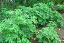 EO rožne pelargonije 5g, ekološko-158