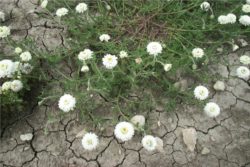 Hidrolat rimske kamilice, ekološki-13