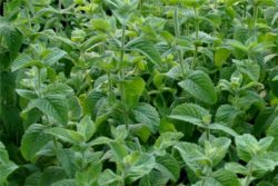 Hidrolat poprove mete, ekološki-17