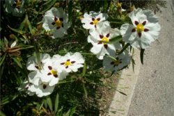 Hidrolat labdanuma, ekološki-32