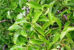 EO sandalovega lesa 5g-48