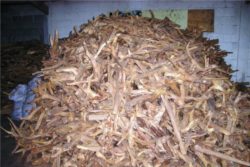 EO sandalovega lesa 5g-49