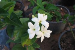 Absolut jasmina sambac-181