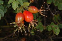 Pomlajevalno vrtnično olje, ekološko-401