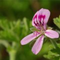 Hidrolat pelargonije, ekološki-303